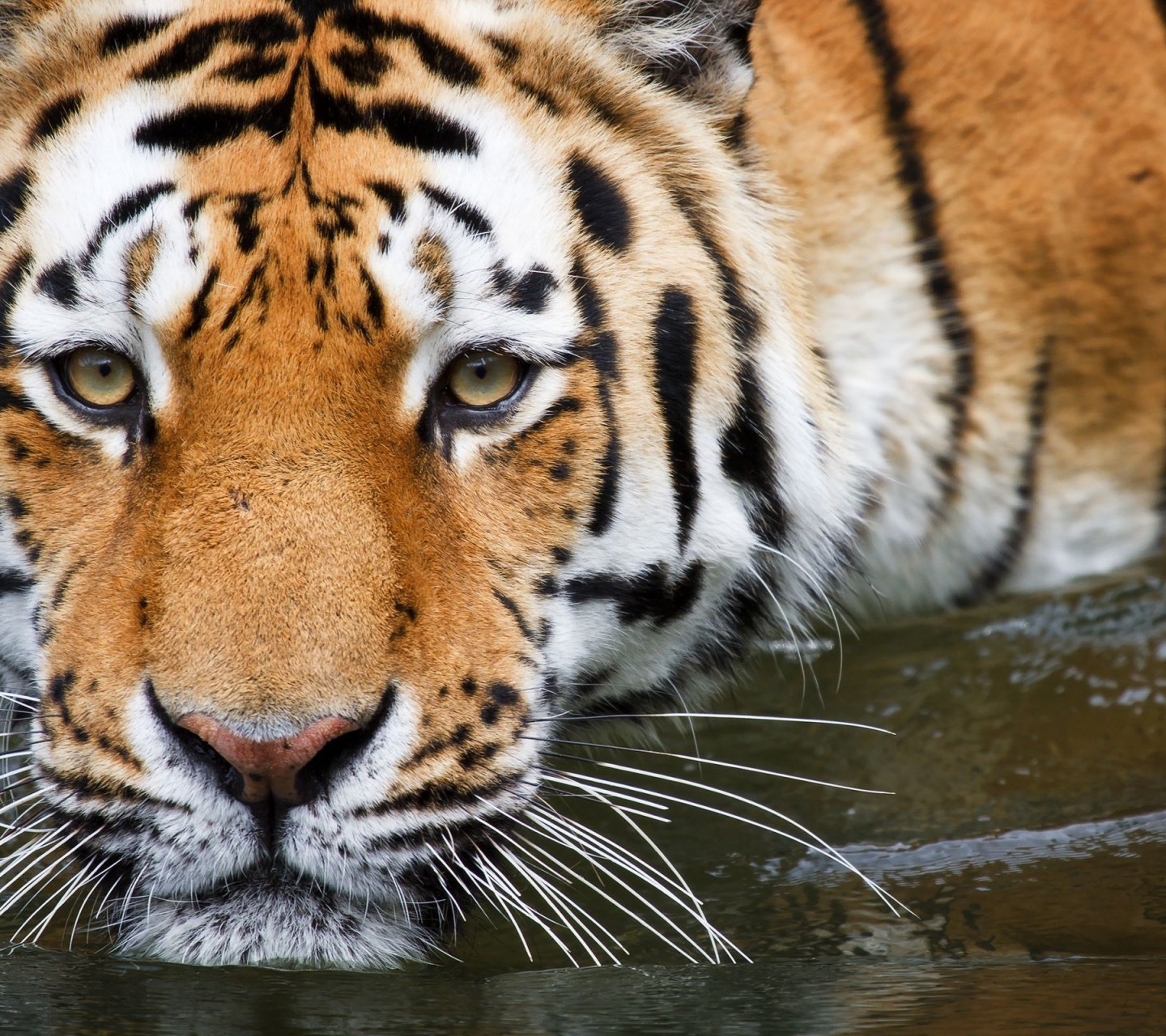 Bathing Tiger