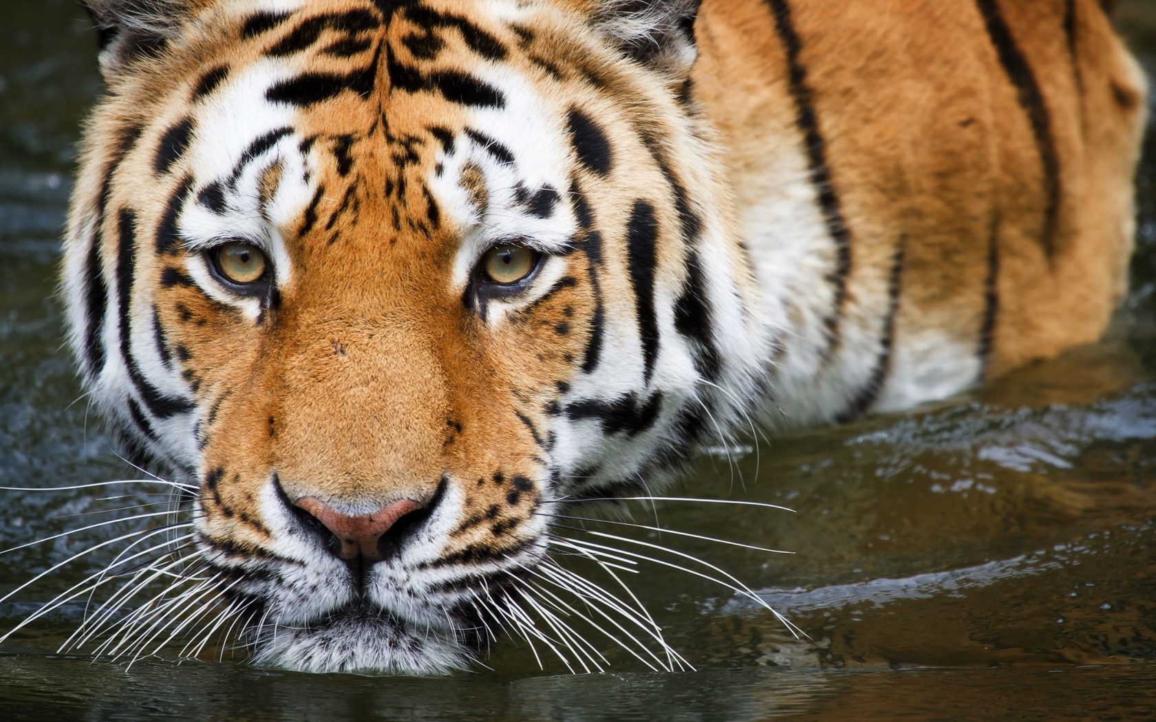 Bathing Tiger