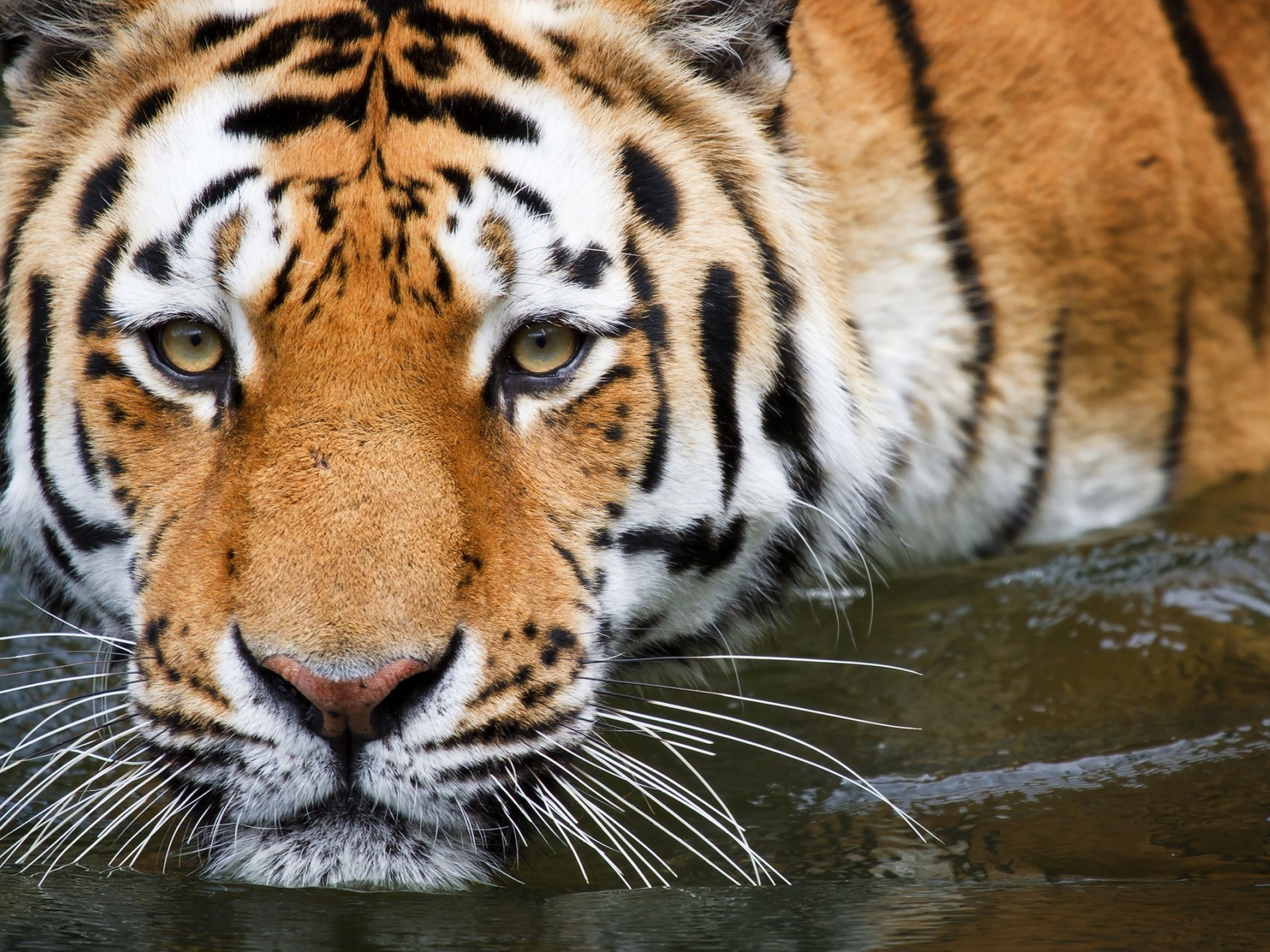 Bathing Tiger