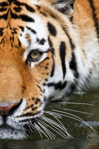 Bathing Tiger