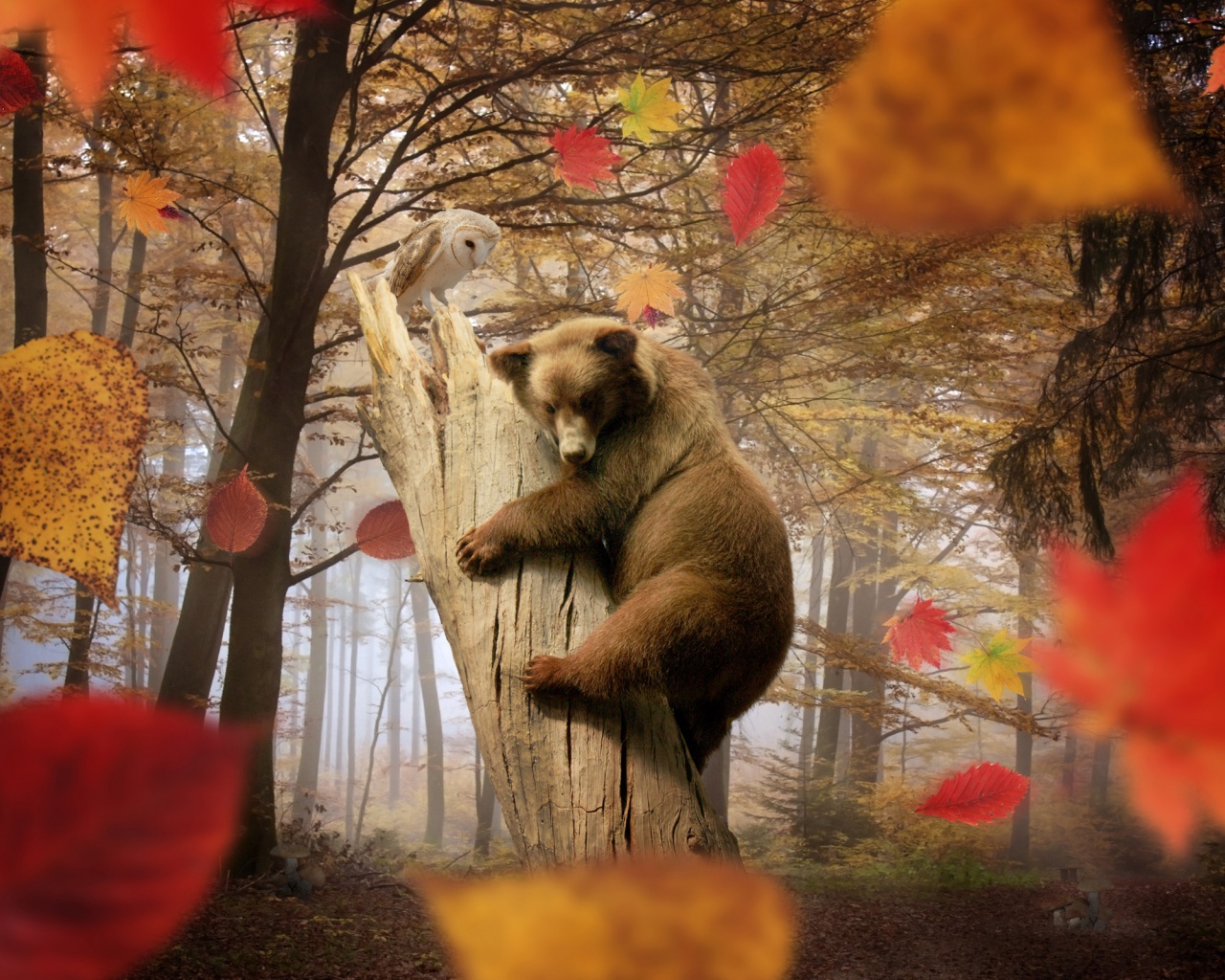 Bear Autumn Owl