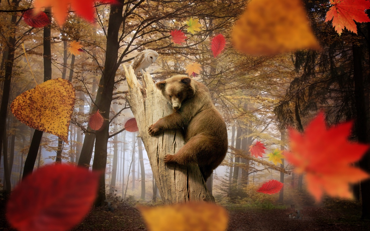 Bear Autumn Owl