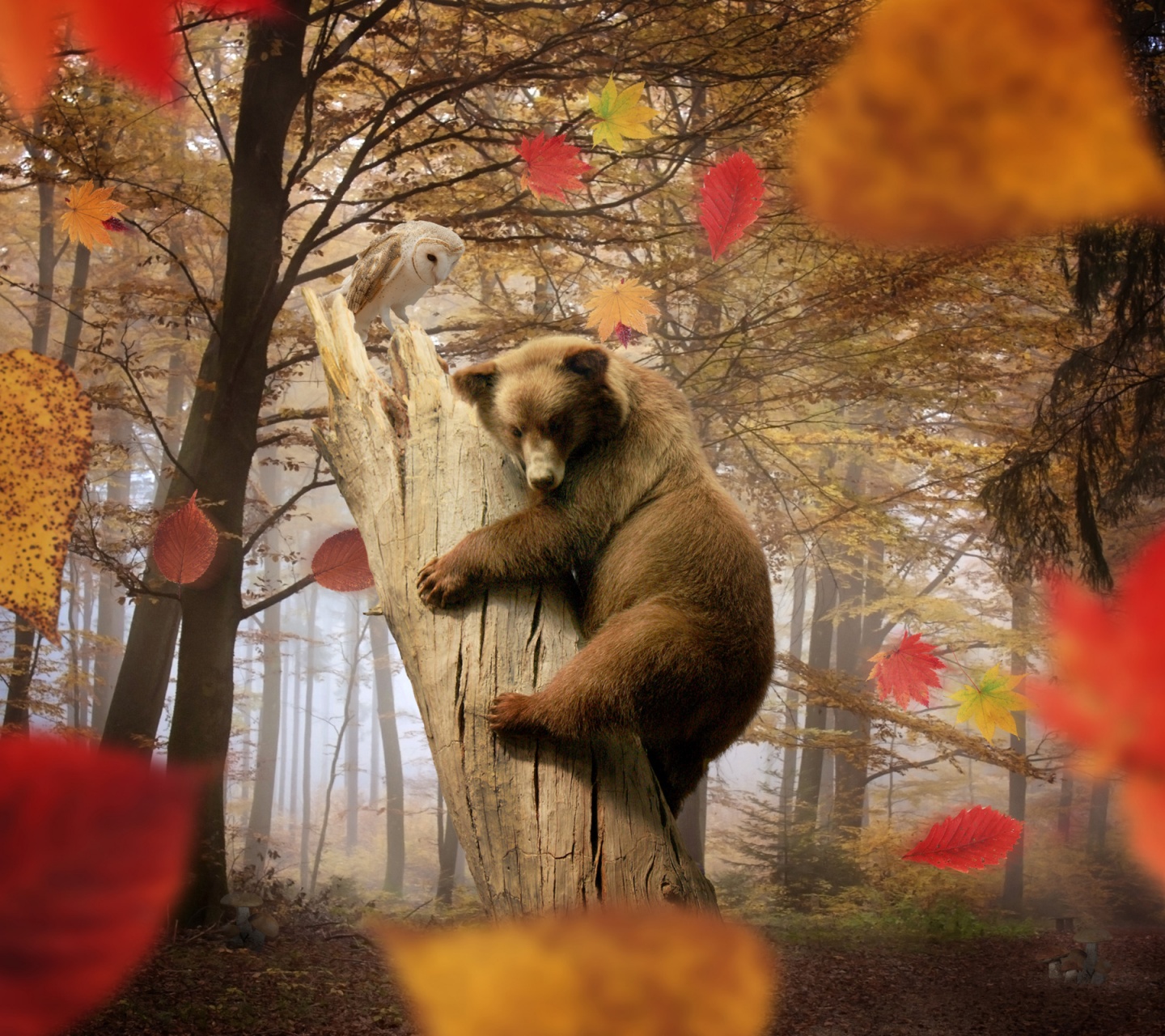 Bear Autumn Owl