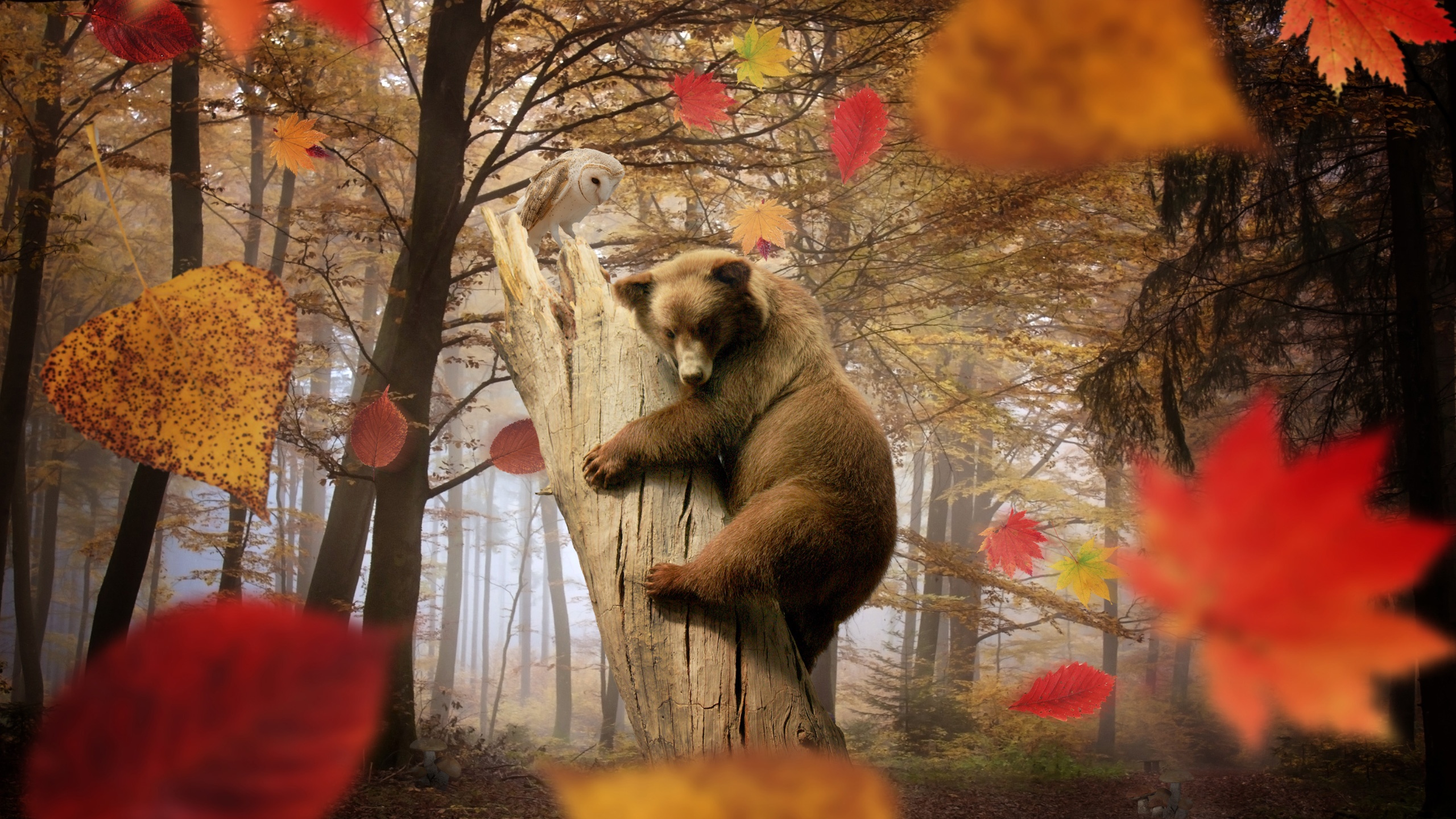 Bear Autumn Owl