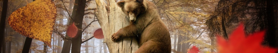 Bear Autumn Owl