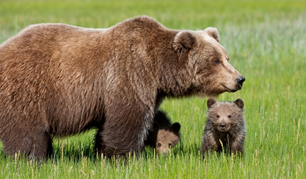 Bear With Cubs1