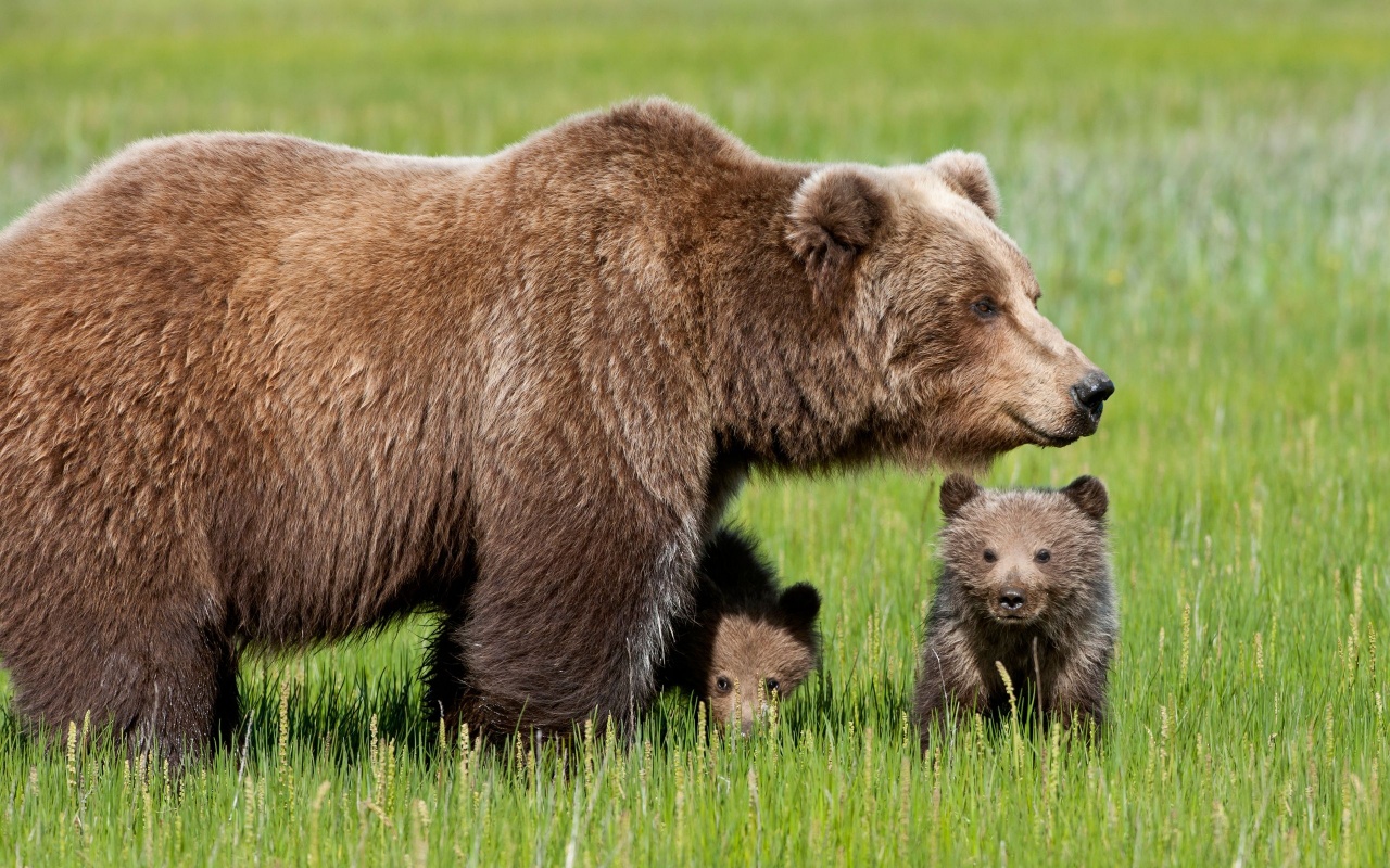 Bear With Cubs1