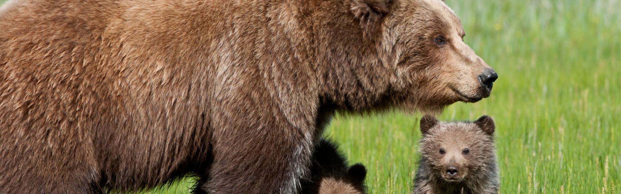 Bear With Cubs1