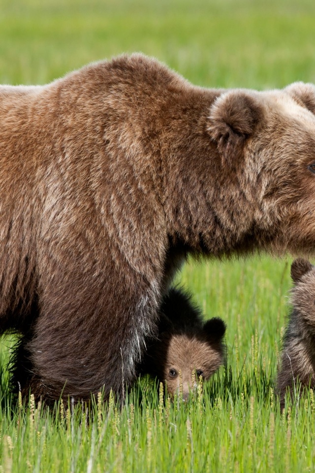 Bear With Cubs1