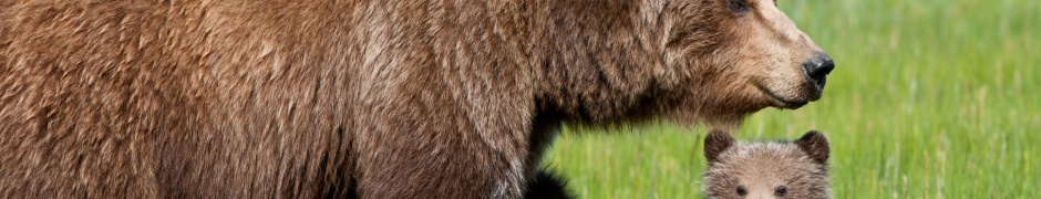 Bear With Cubs1