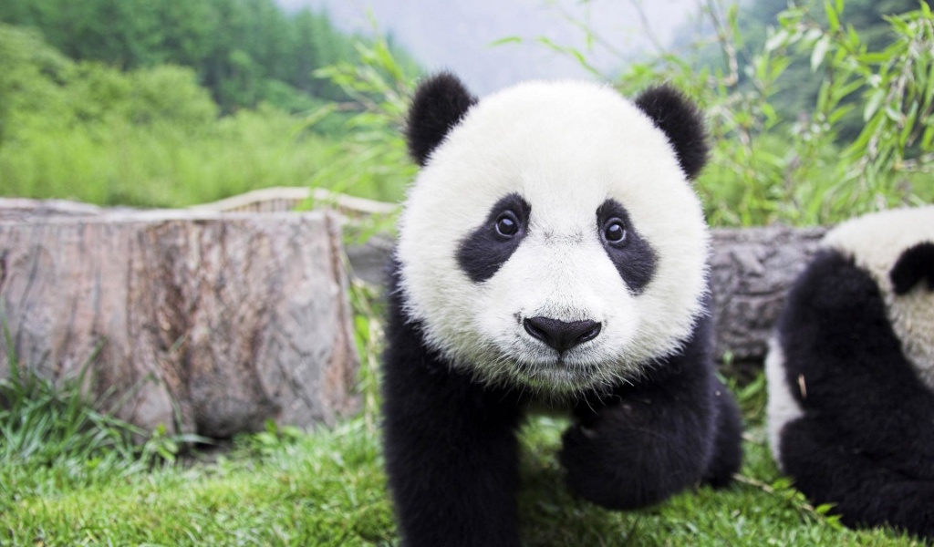 Beautiful Baby Panda