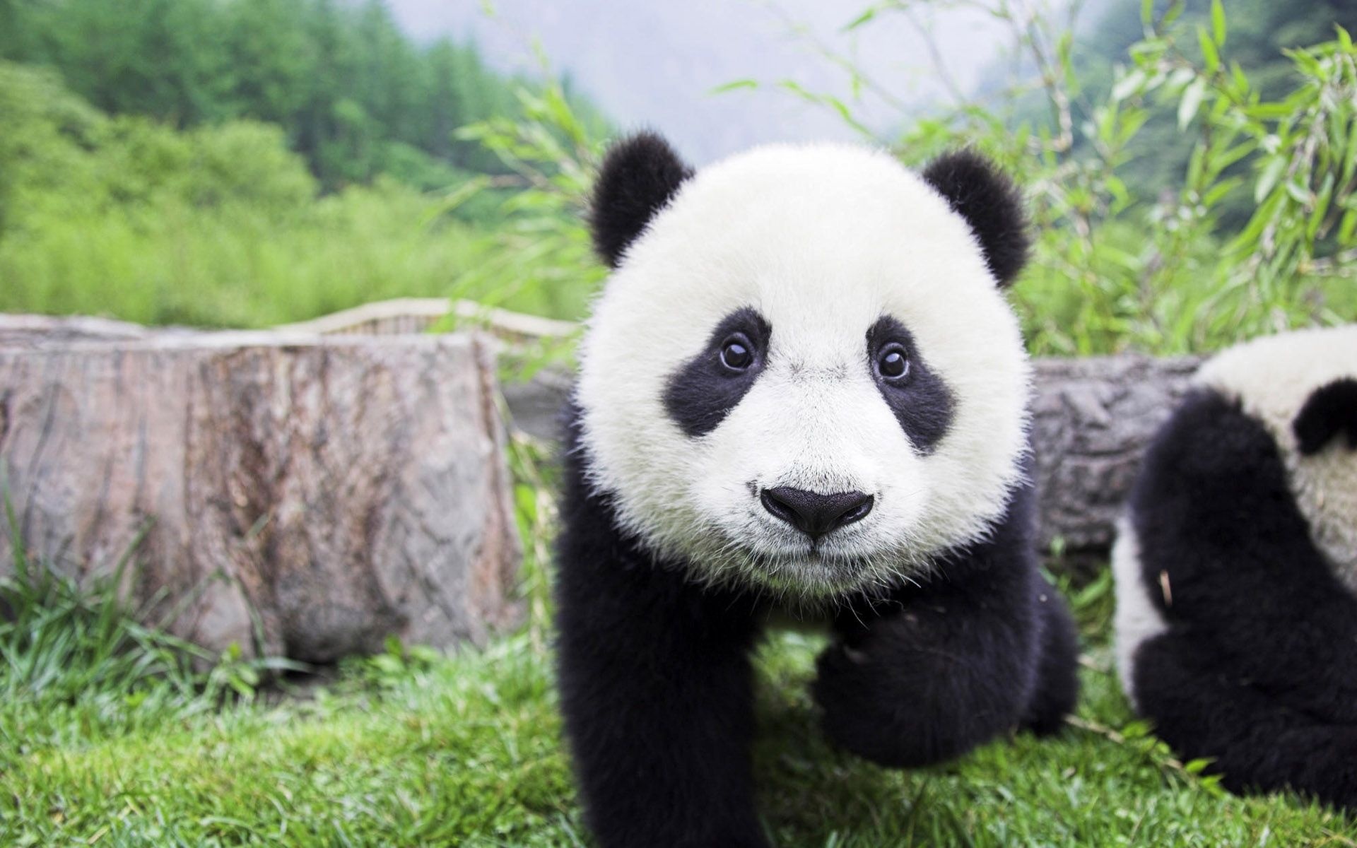 Beautiful Baby Panda