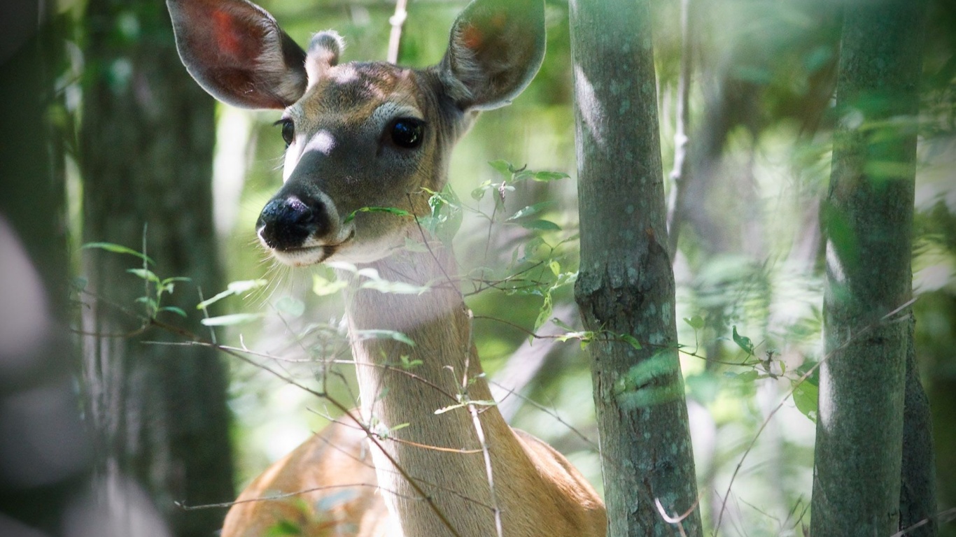 Beautiful Deer1