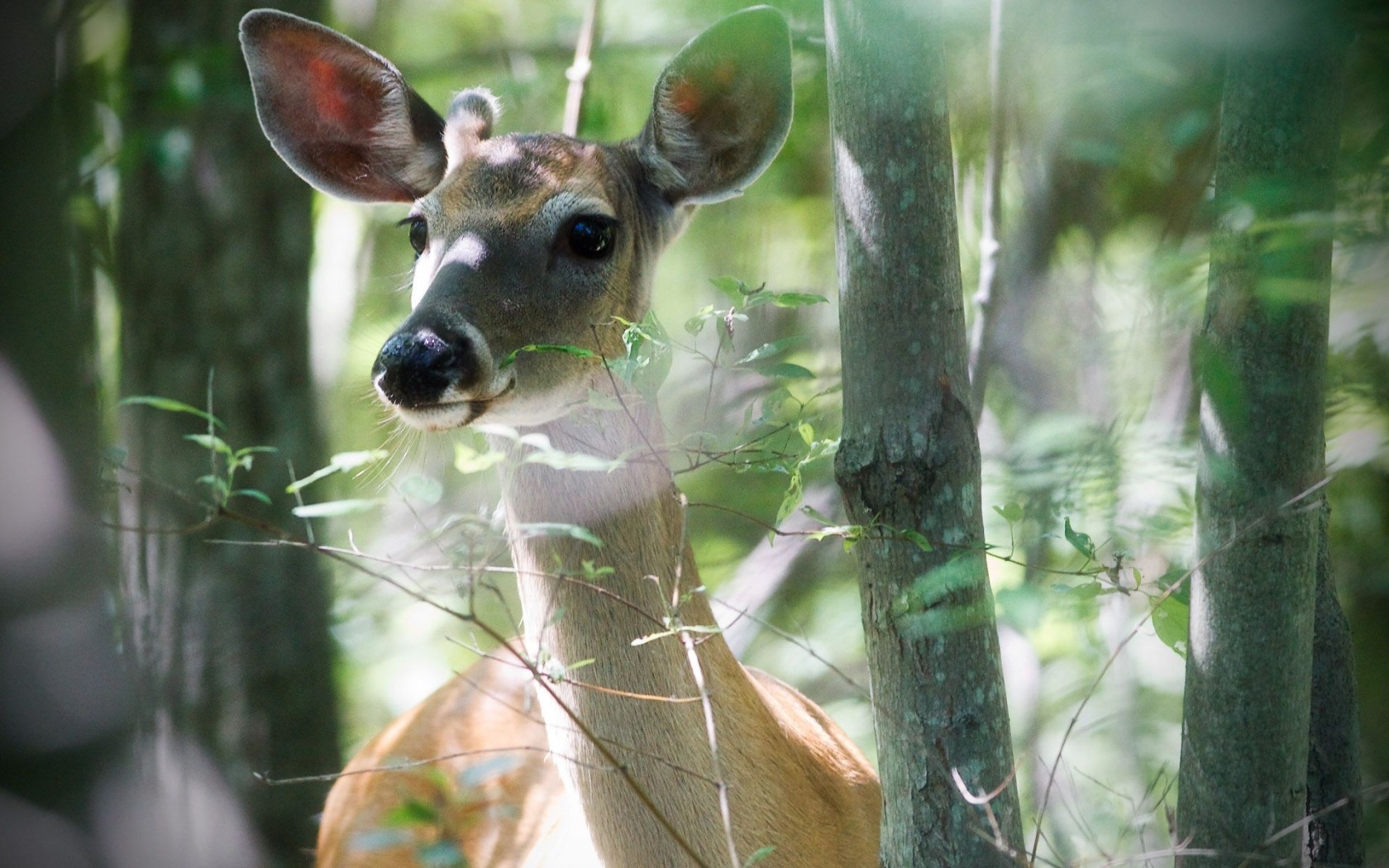 Beautiful Deer1