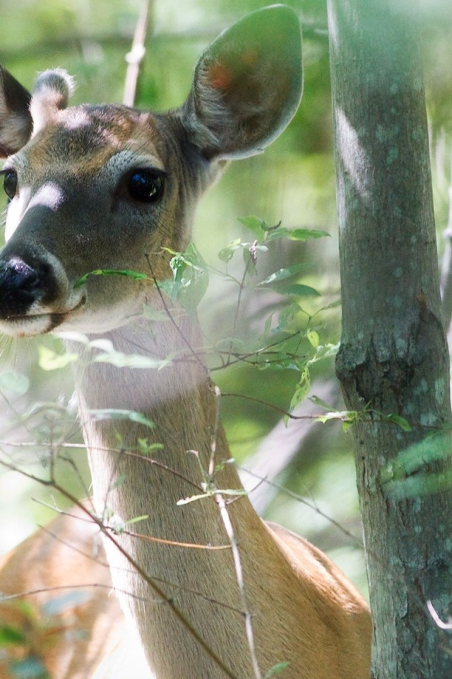 Beautiful Deer1