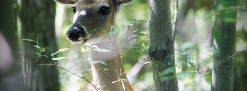 Beautiful Deer1