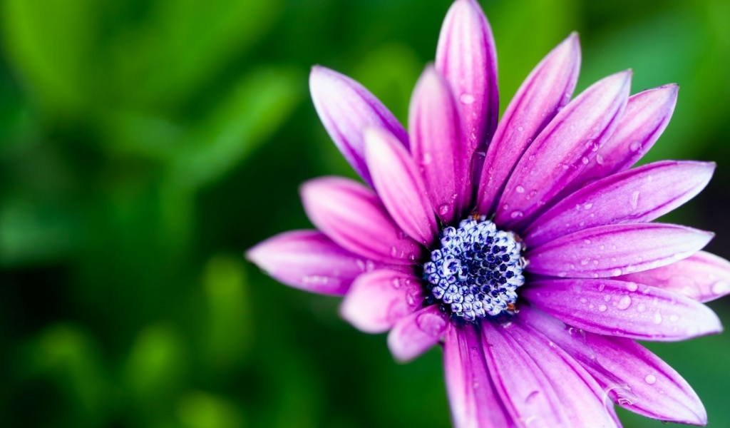 Beautiful Purple Daisy