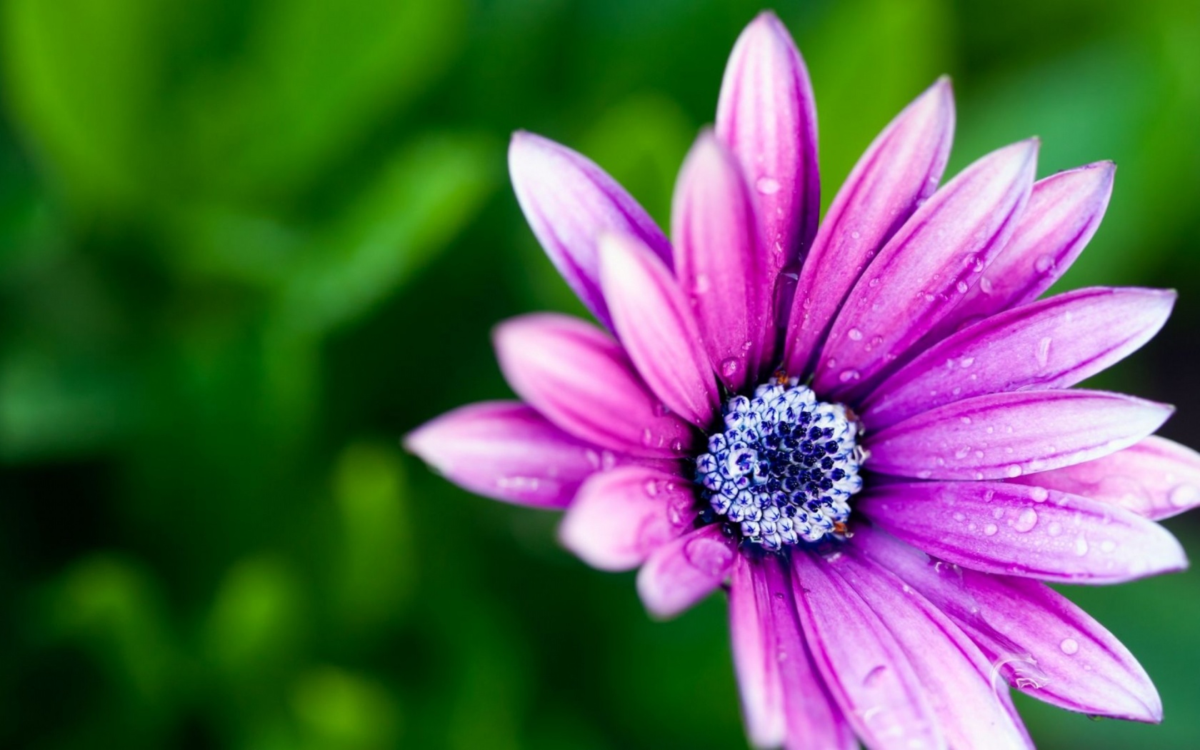 Beautiful Purple Daisy