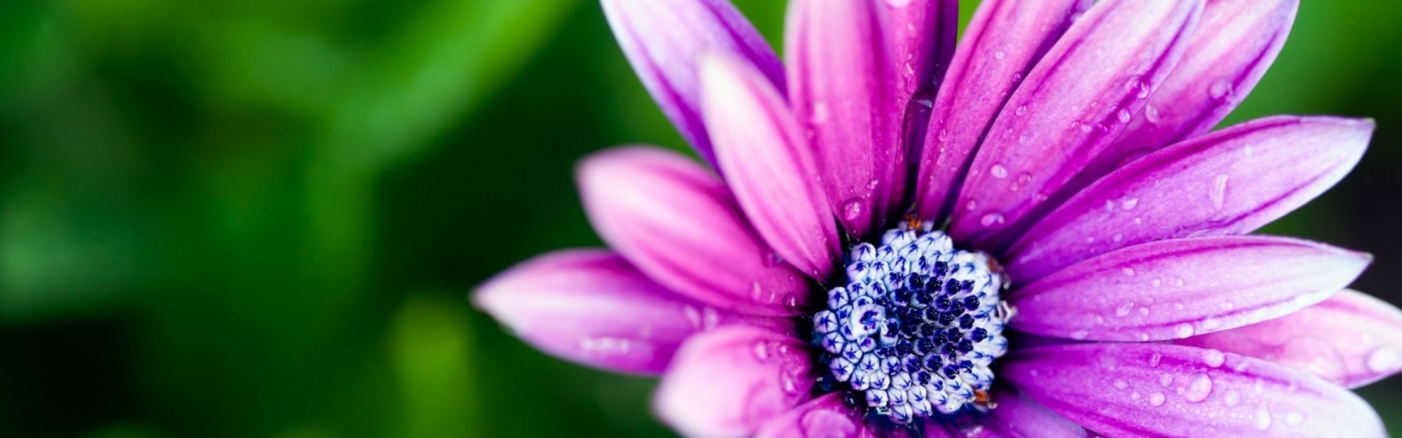 Beautiful Purple Daisy