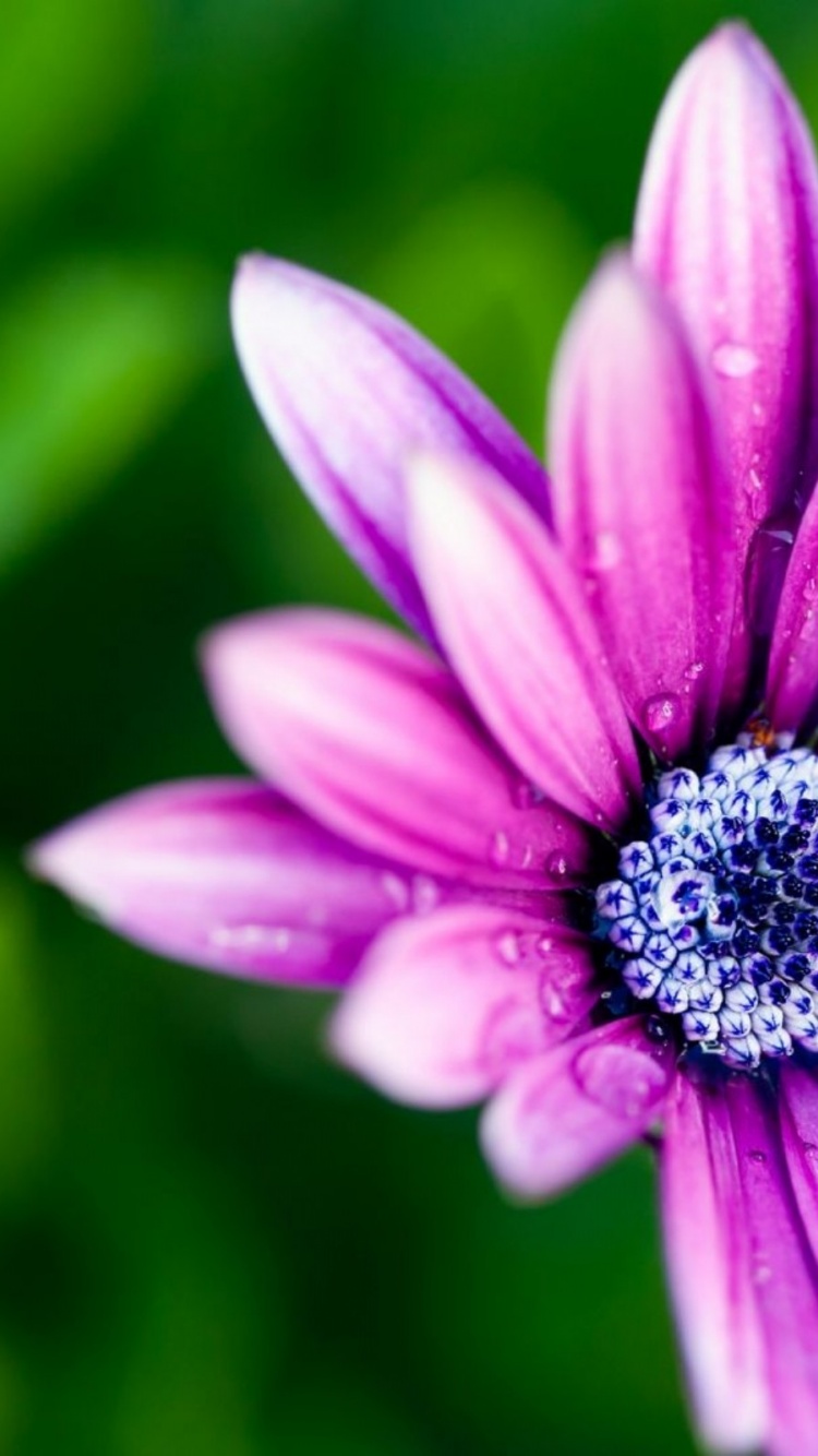 Beautiful Purple Daisy