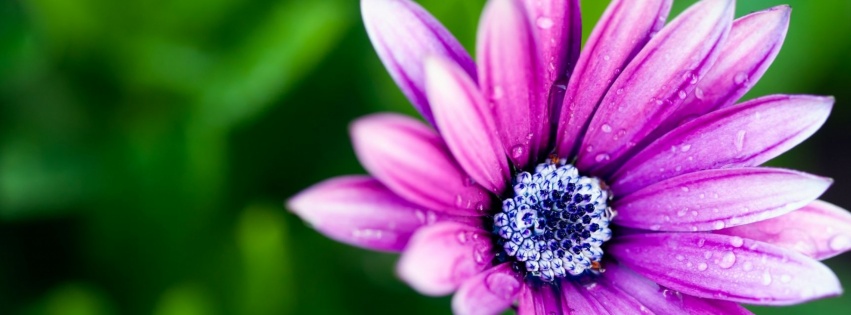 Beautiful Purple Daisy