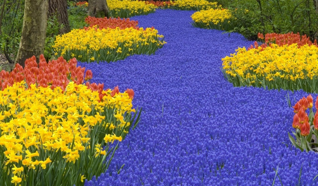 Beautiful Scenery Keukenhof Gardens Lisse Netherlands Flowers World