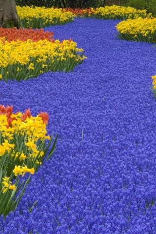 Beautiful Scenery Keukenhof Gardens Lisse Netherlands Flowers World