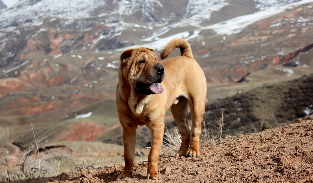 Beautiful Shar Pei Dog1