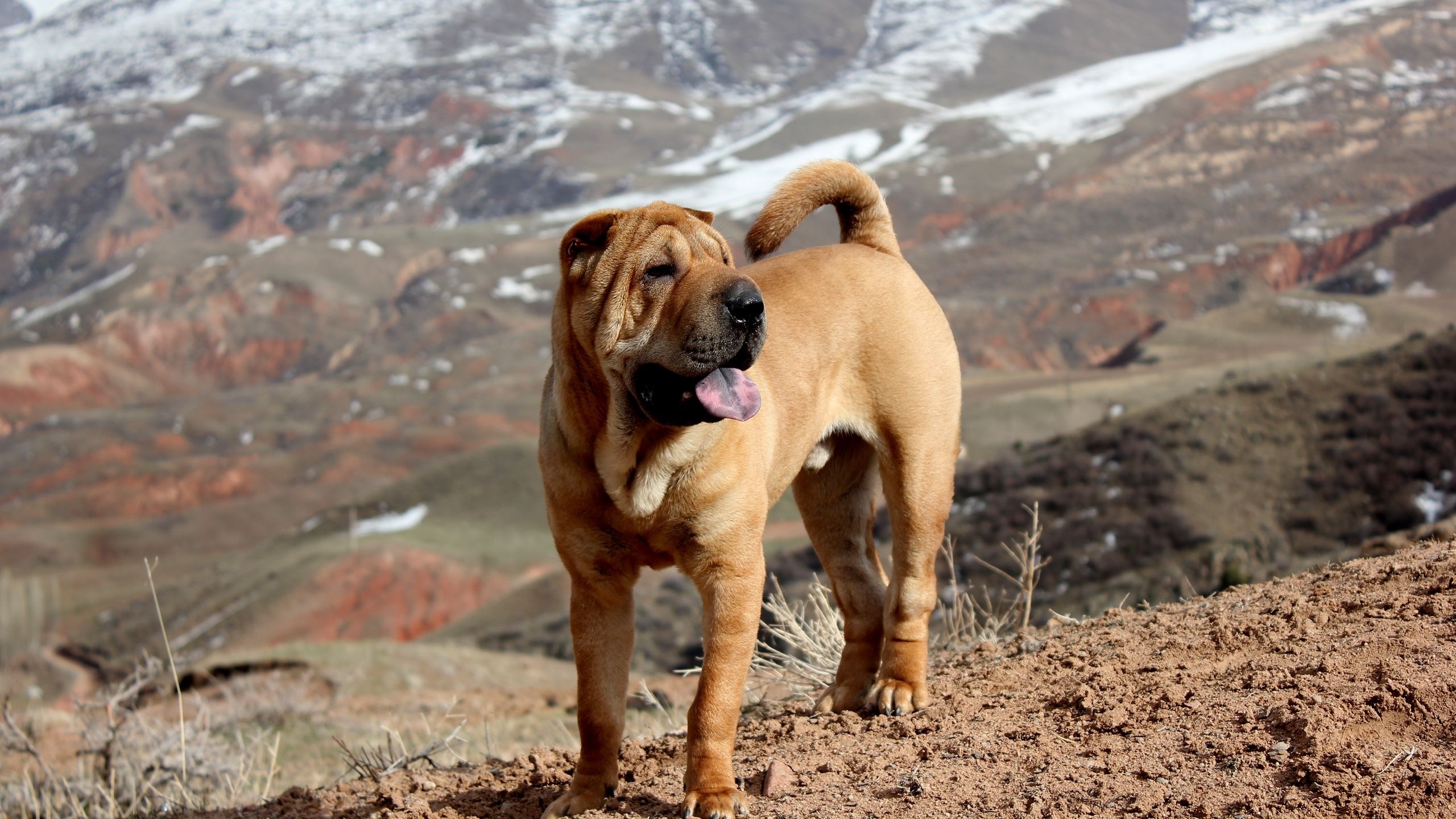 Beautiful Shar Pei Dog1