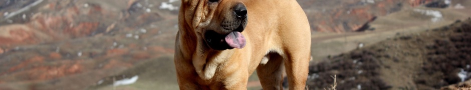 Beautiful Shar Pei Dog1