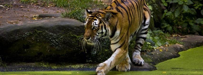 Beautiful Tigers Animals1