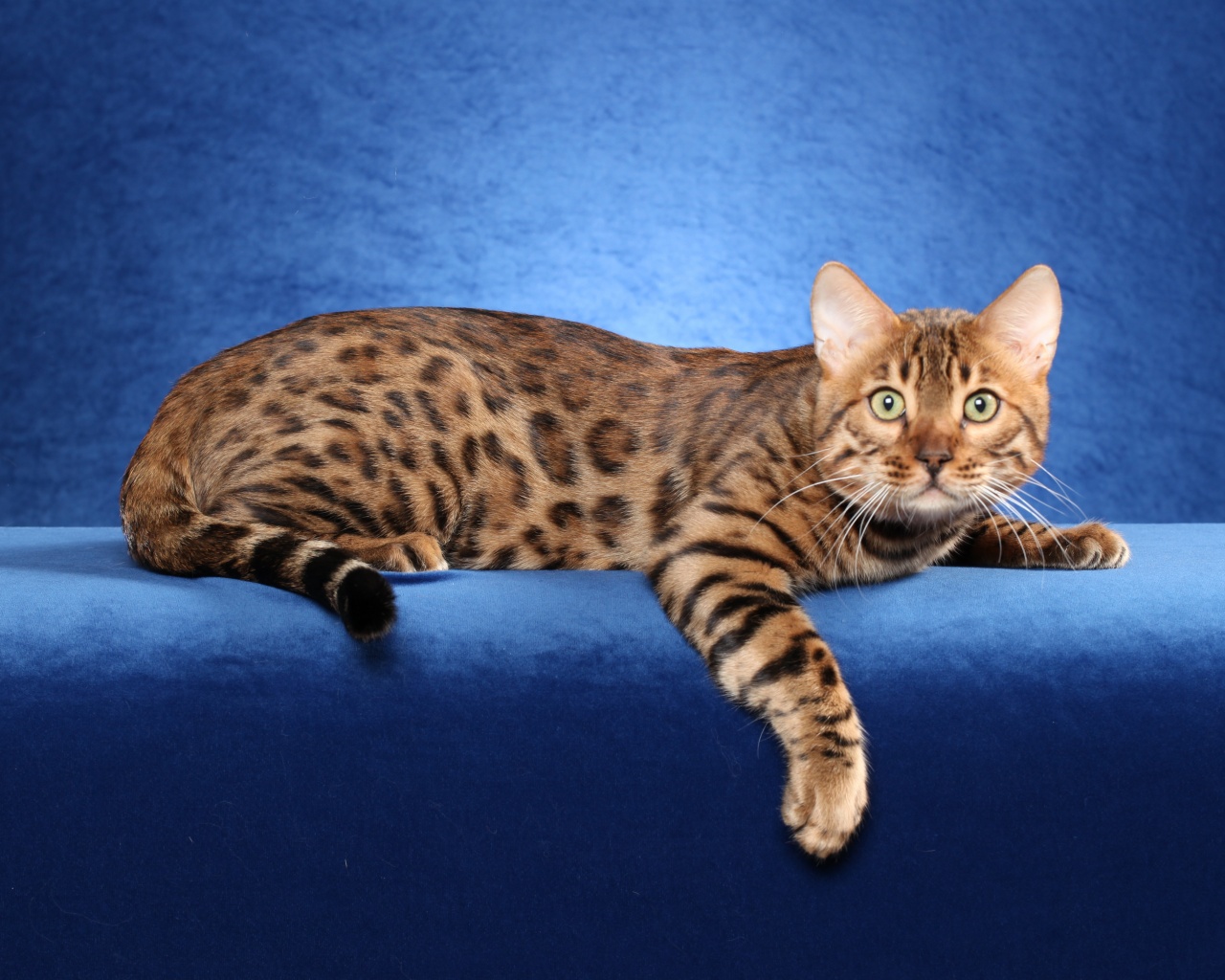 Bengal Cat On A Blue Background