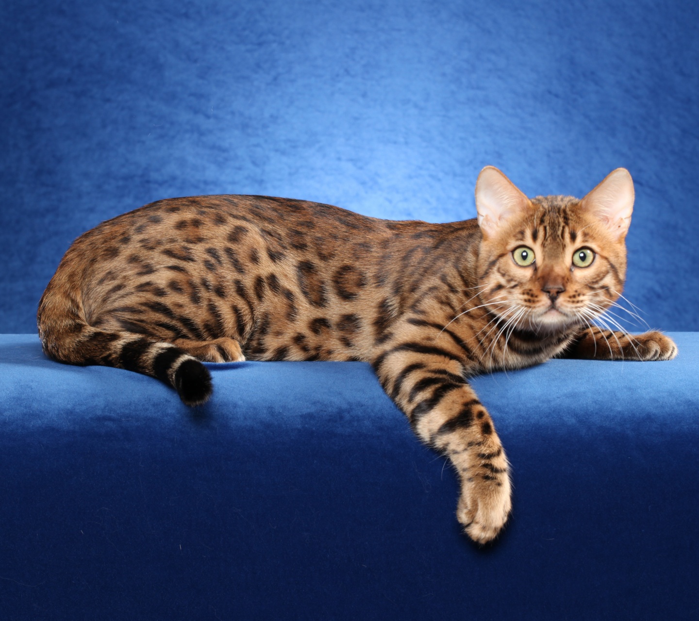 Bengal Cat On A Blue Background