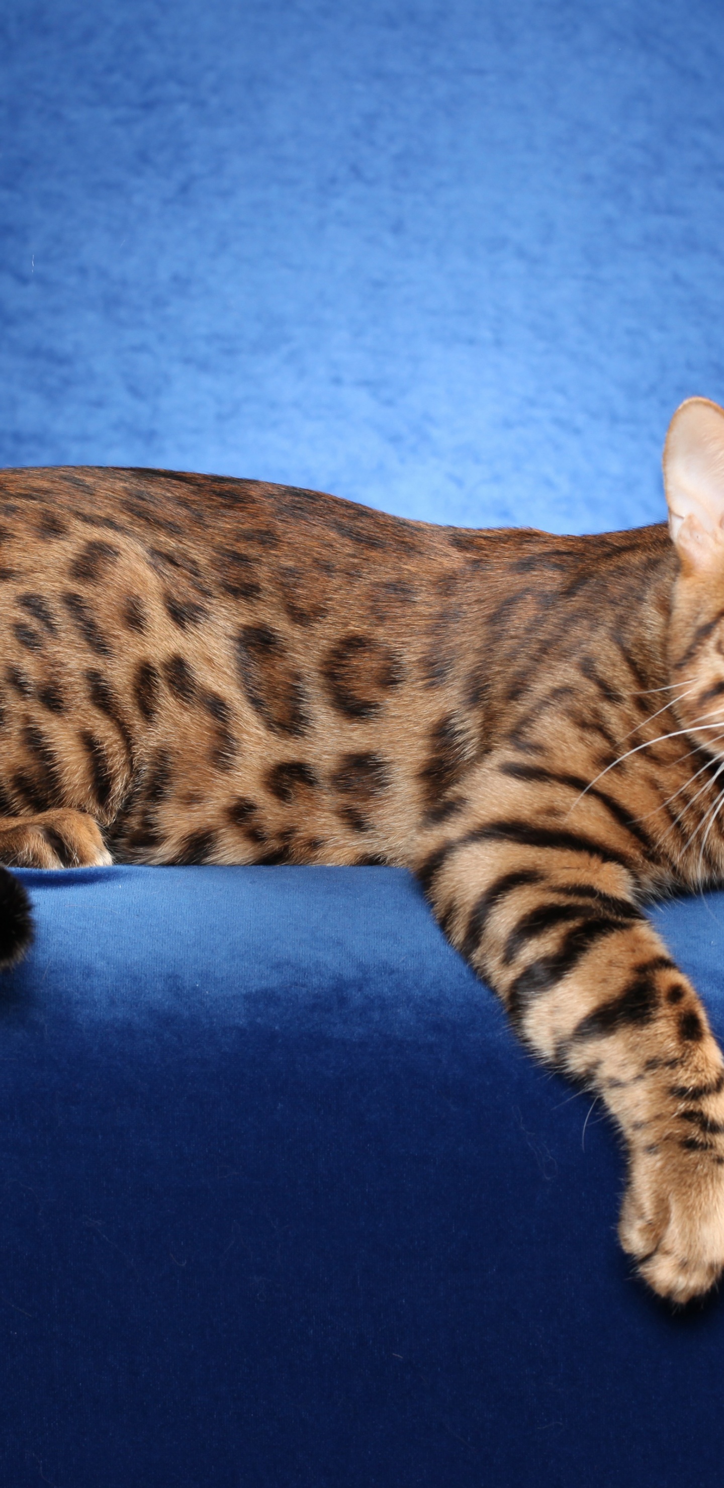 Bengal Cat On A Blue Background