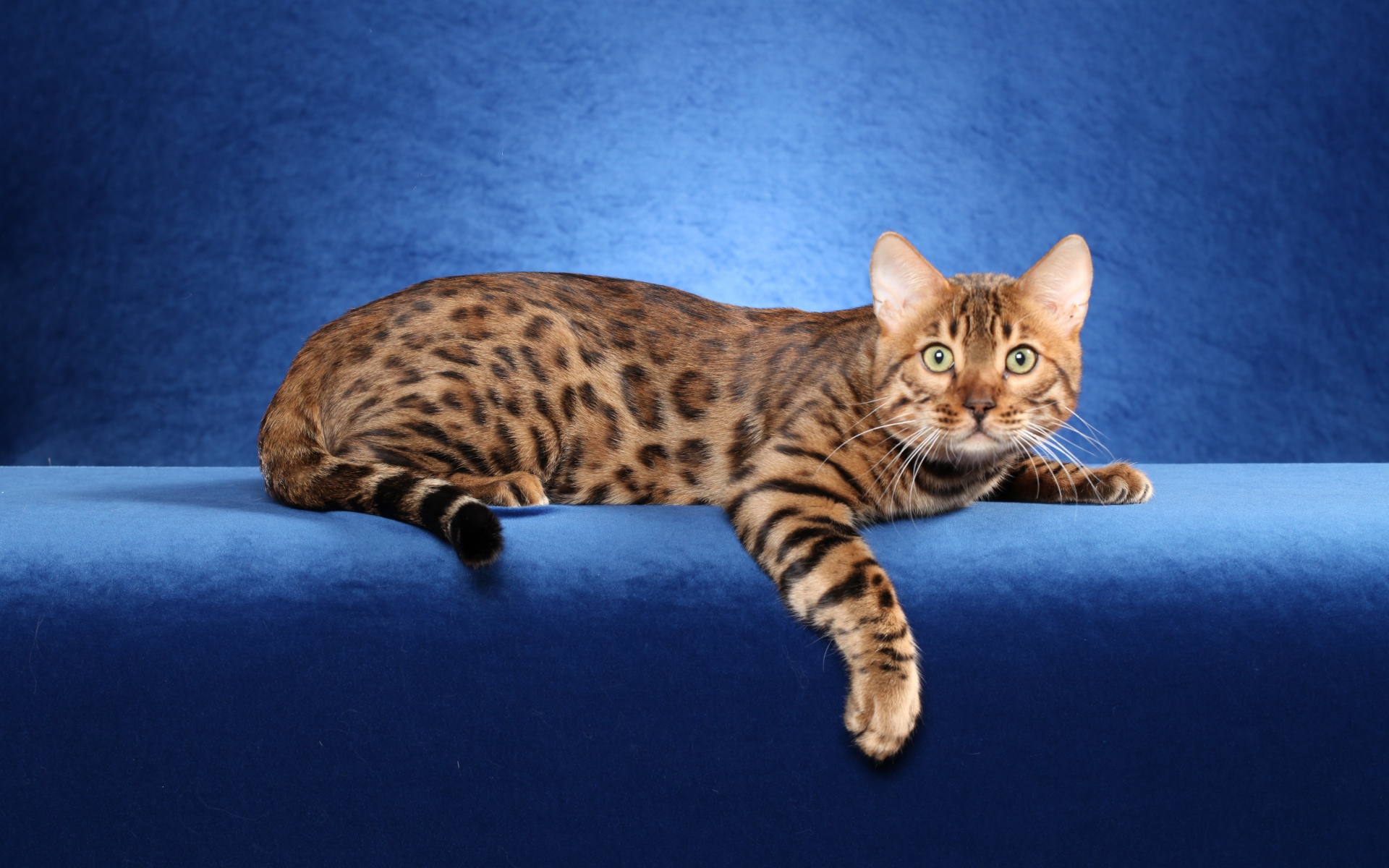 Bengal Cat On A Blue Background