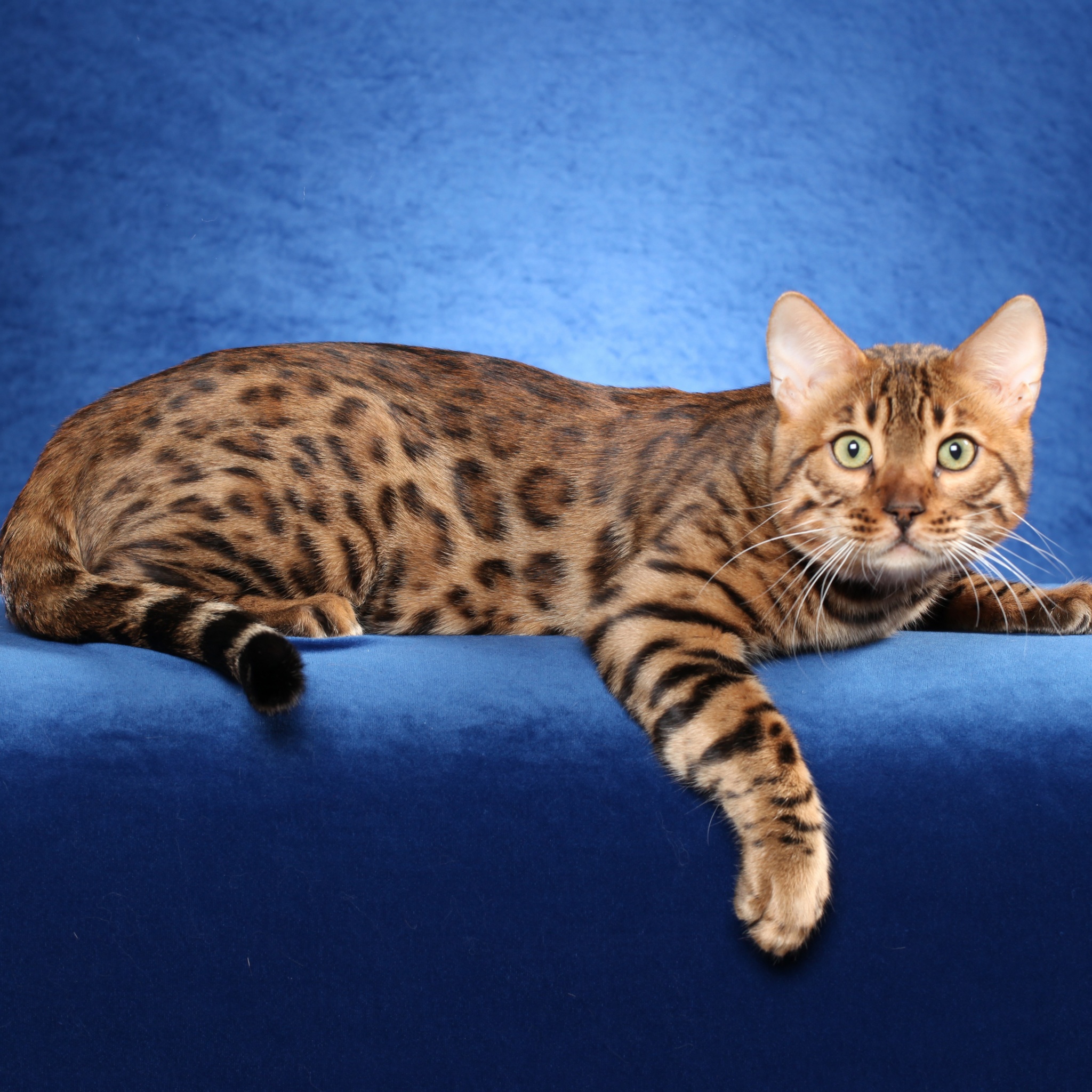 Bengal Cat On A Blue Background