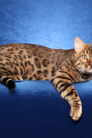 Bengal Cat On A Blue Background