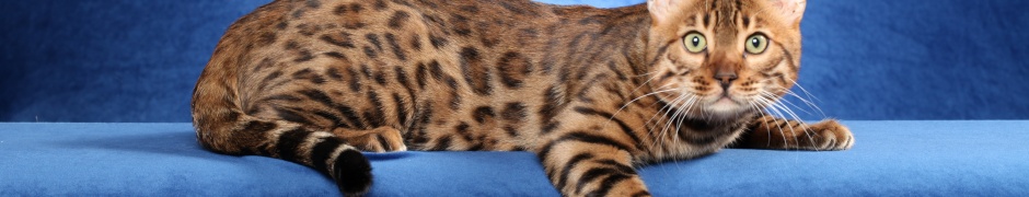 Bengal Cat On A Blue Background