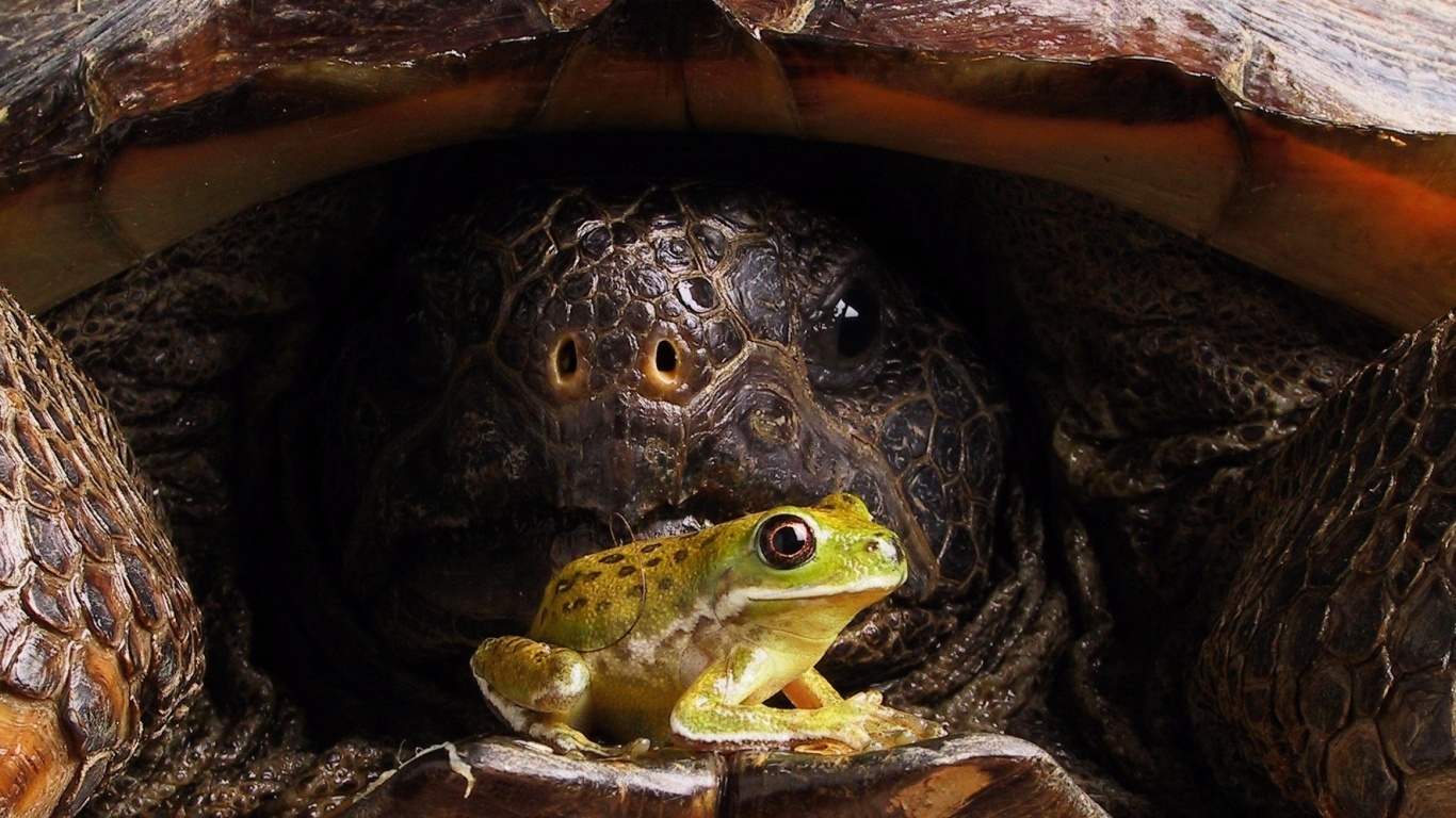 Big Turtle And Little Frog1