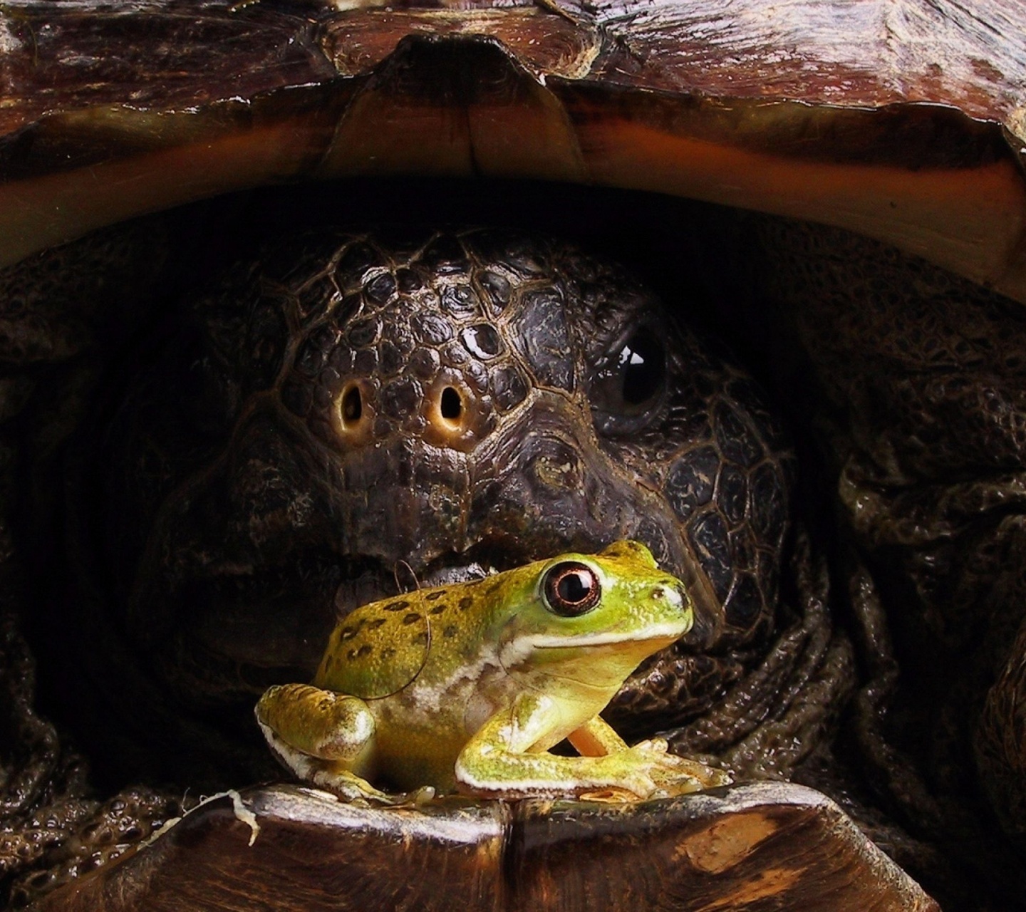 Big Turtle And Little Frog1