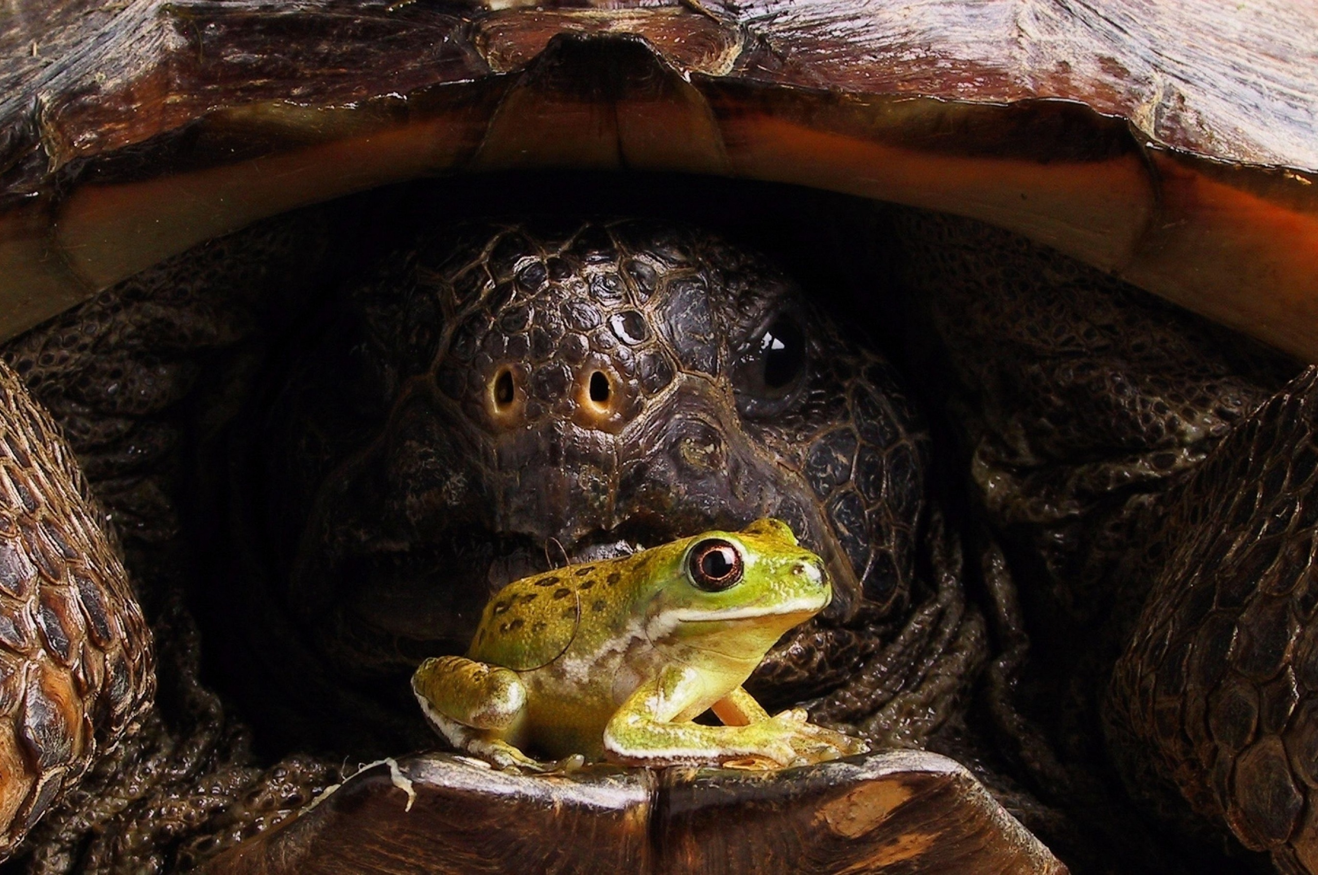 Big Turtle And Little Frog1