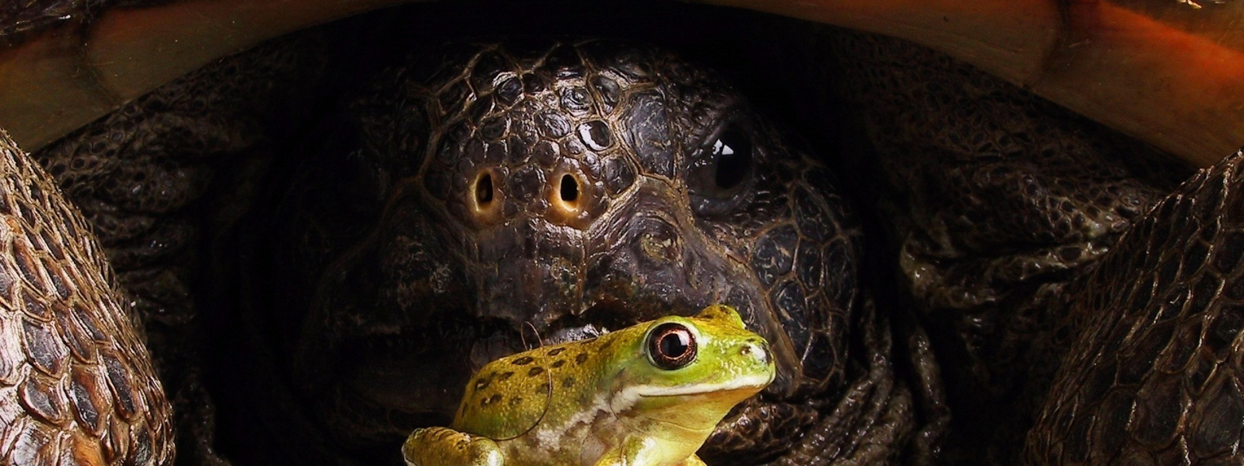 Big Turtle And Little Frog1