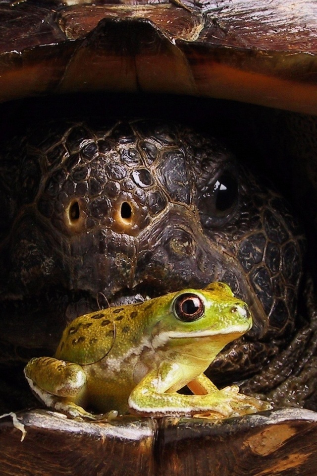 Big Turtle And Little Frog1