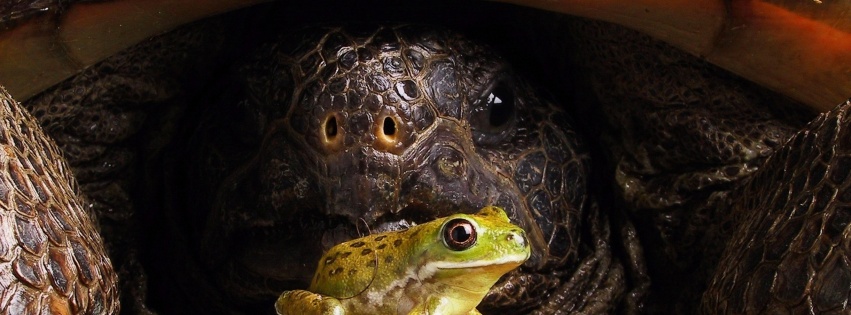 Big Turtle And Little Frog1