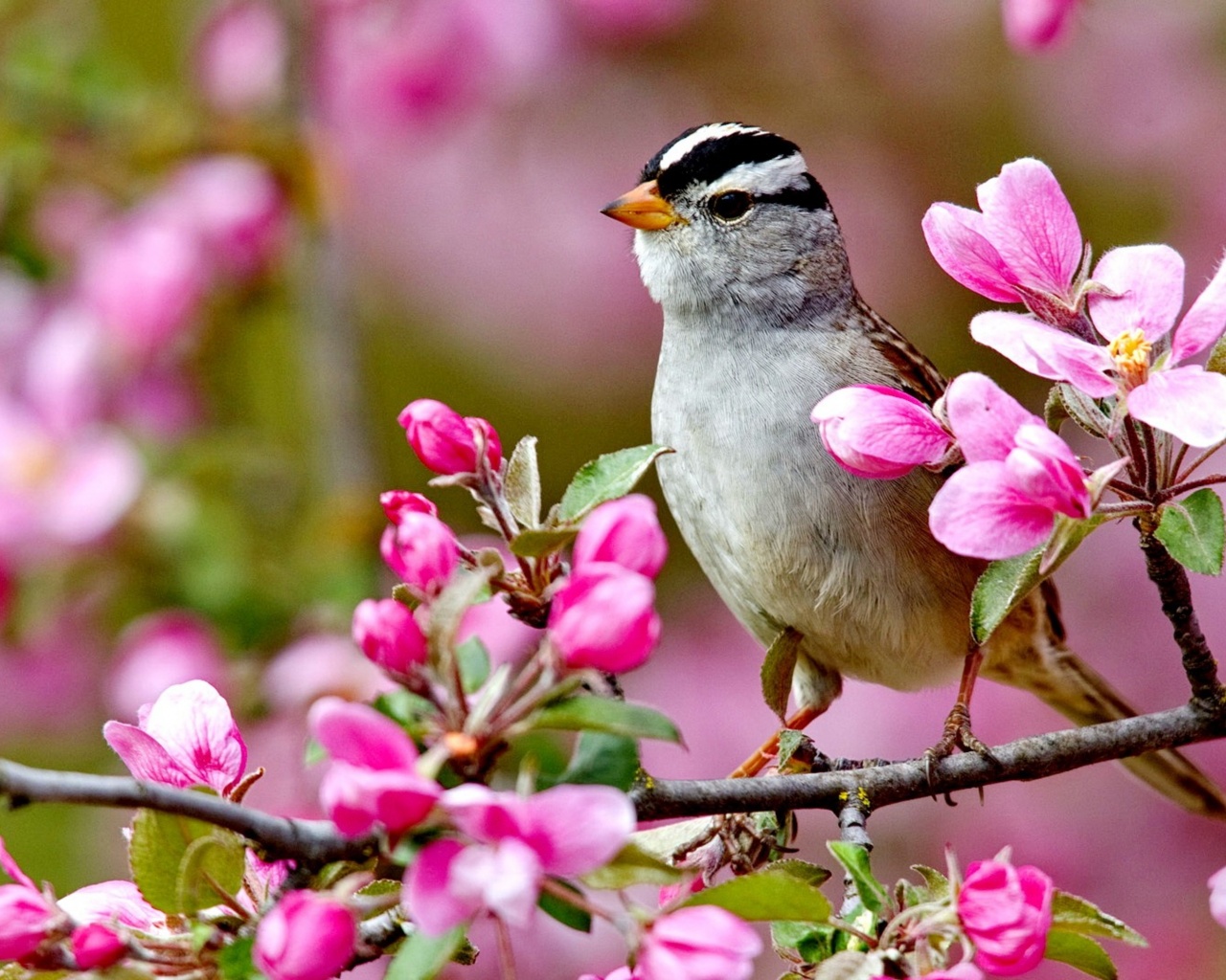 Bird On A Blossom Branch Spring