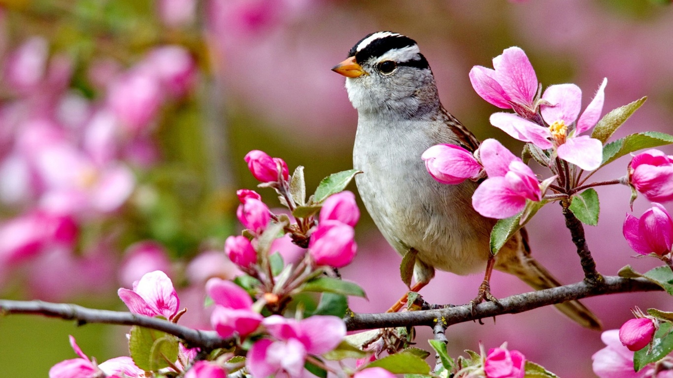 Bird On A Blossom Branch Spring