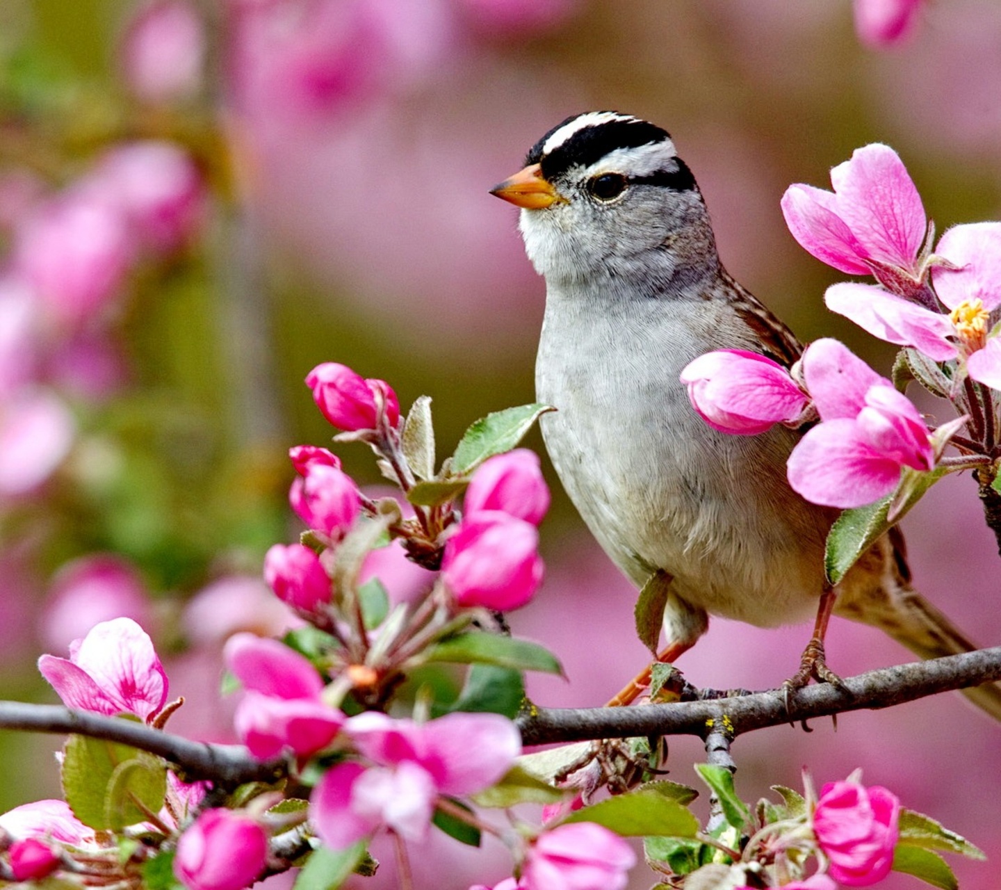 Bird On A Blossom Branch Spring