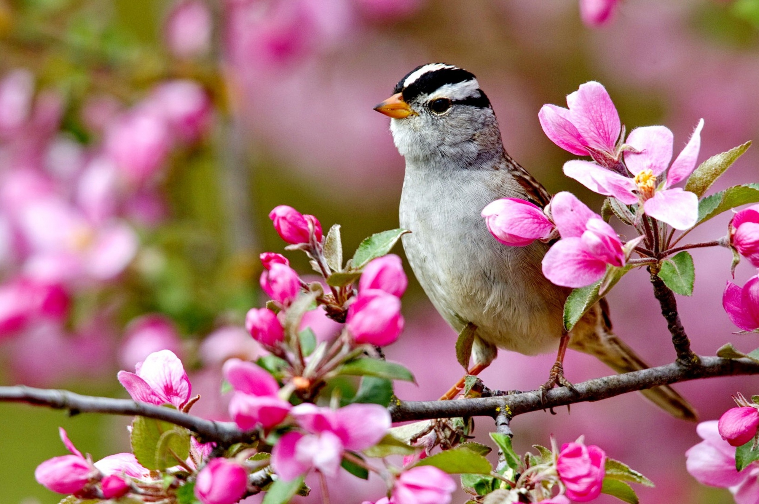 Bird On A Blossom Branch Spring