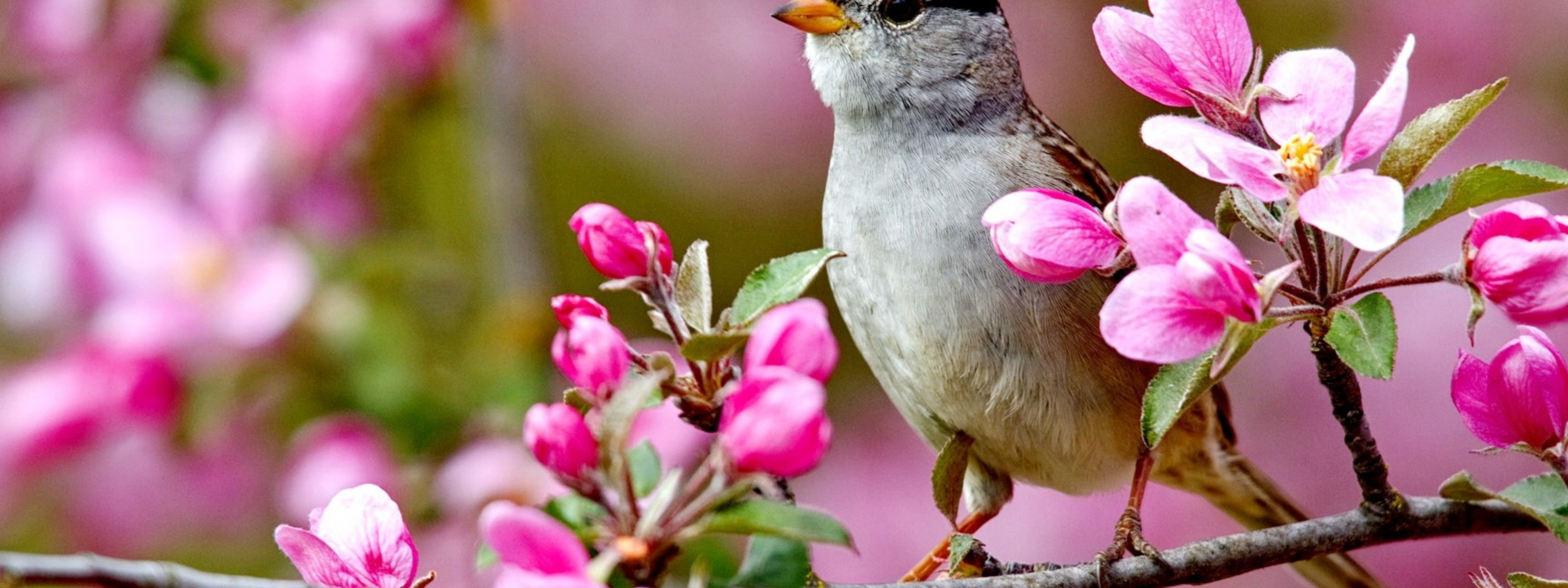 Bird On A Blossom Branch Spring