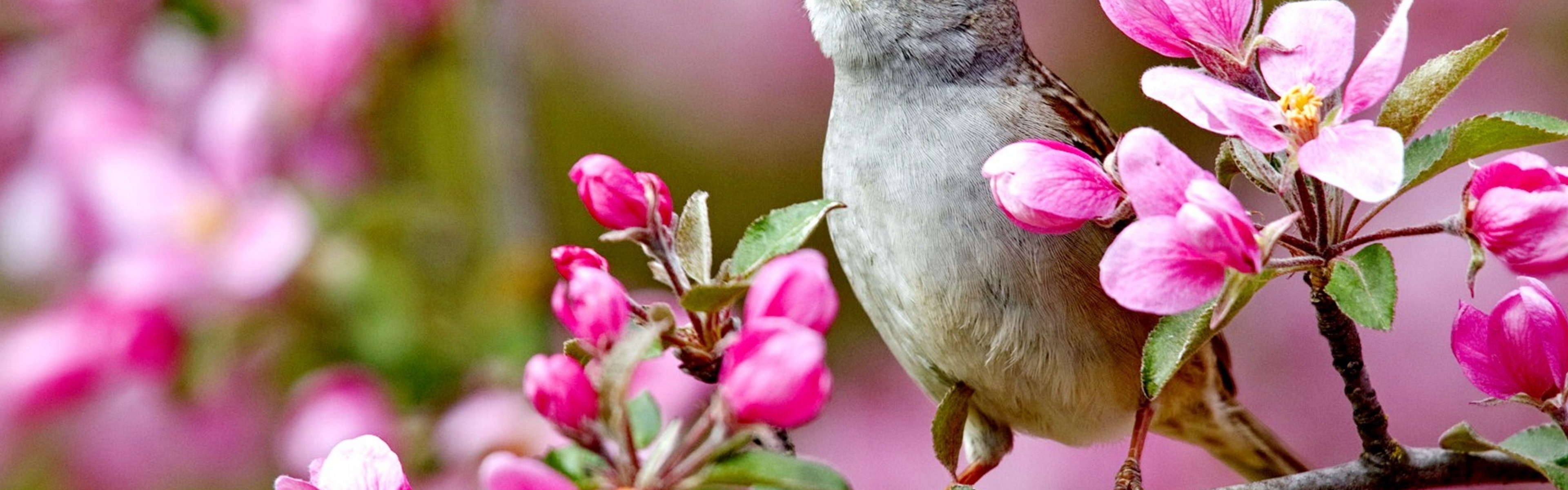 Bird On A Blossom Branch Spring